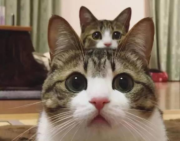 家护小助有苹果版吗:小猫咪这些“见不得人”的事，你家的有做过吗？